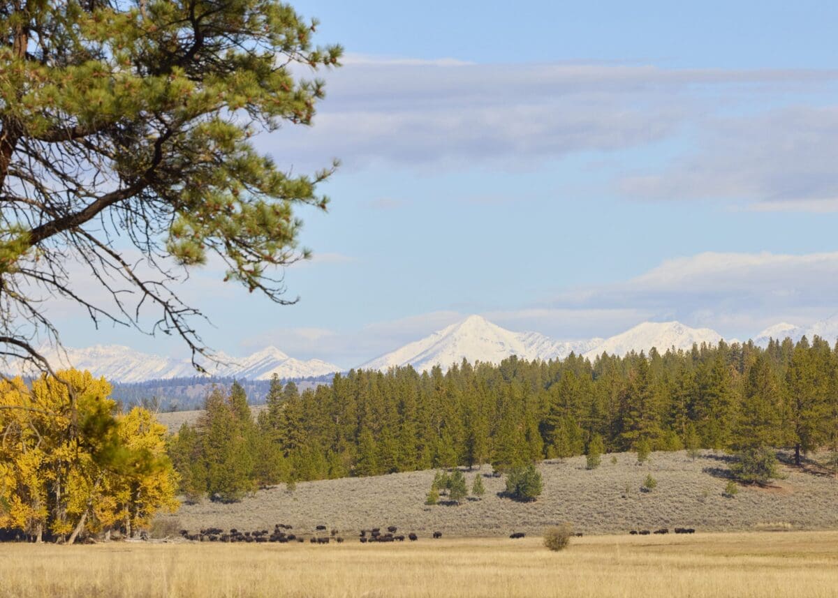 Shot of snow covered mountains in the background with woods filled with pines.