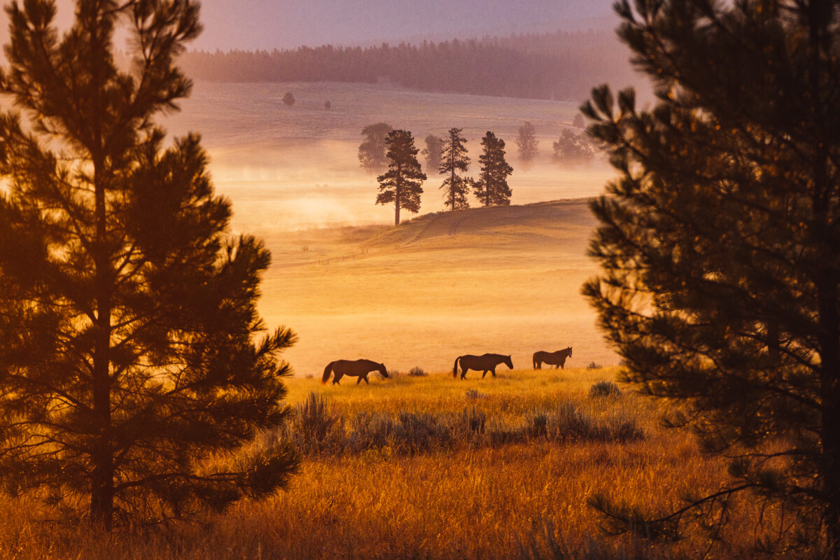 Three horses walking along a prairie at an orange sunset with mist and trees in the background.