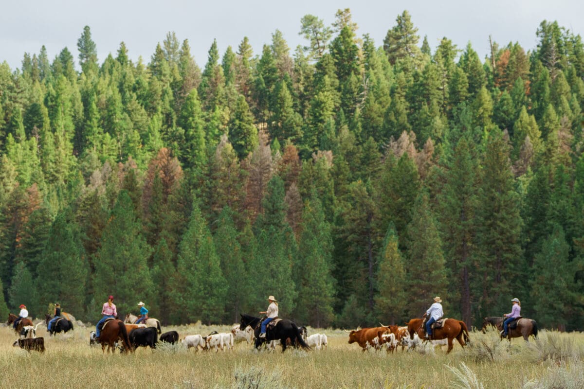 Group of individuals riding horses in front of green trees, herding cattle.