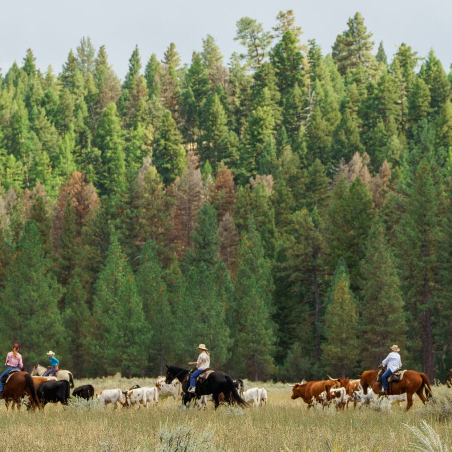 Group of individuals riding horses in front of green trees, herding cattle.