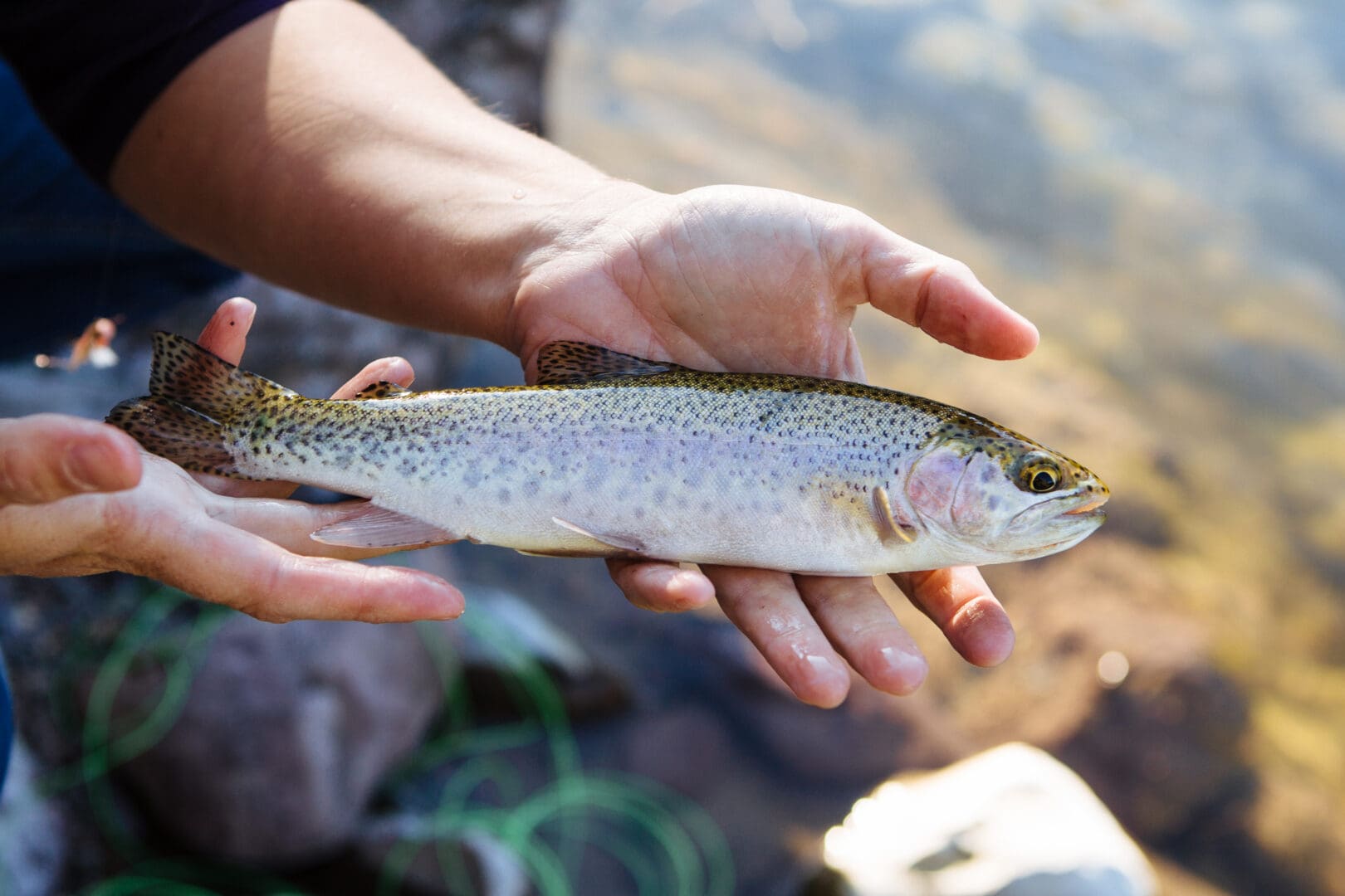 Man holding a trout.