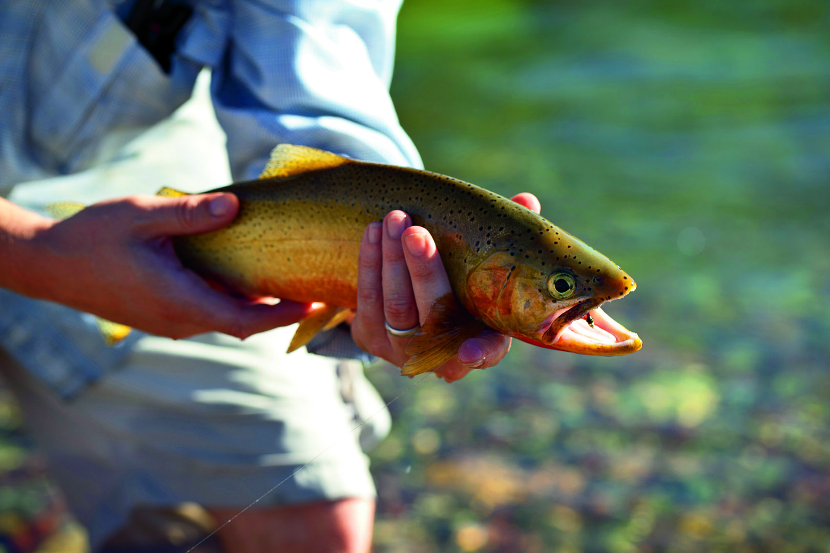 Man holding a trout.