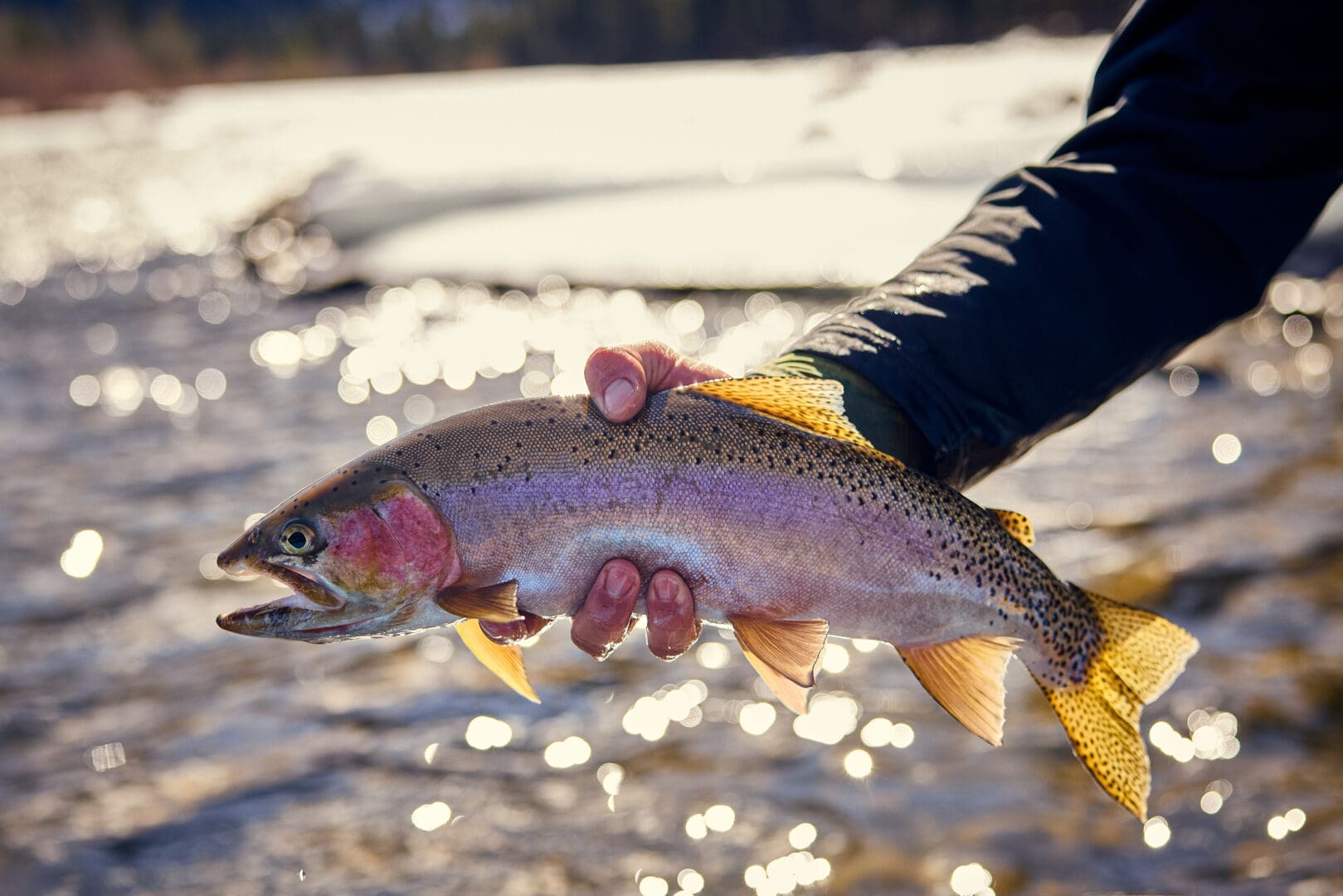 Man holding a trout.