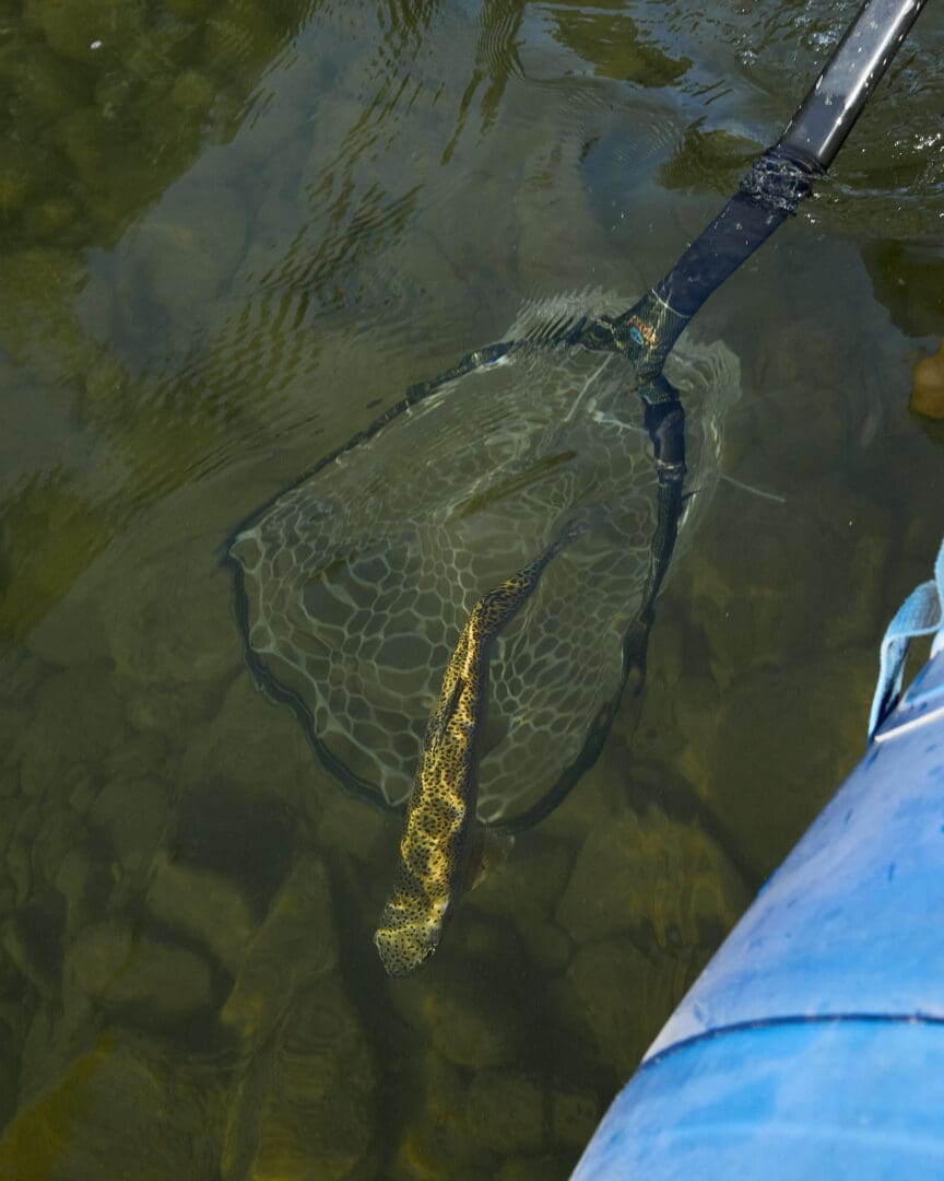 Trout being caught in the water with a net.