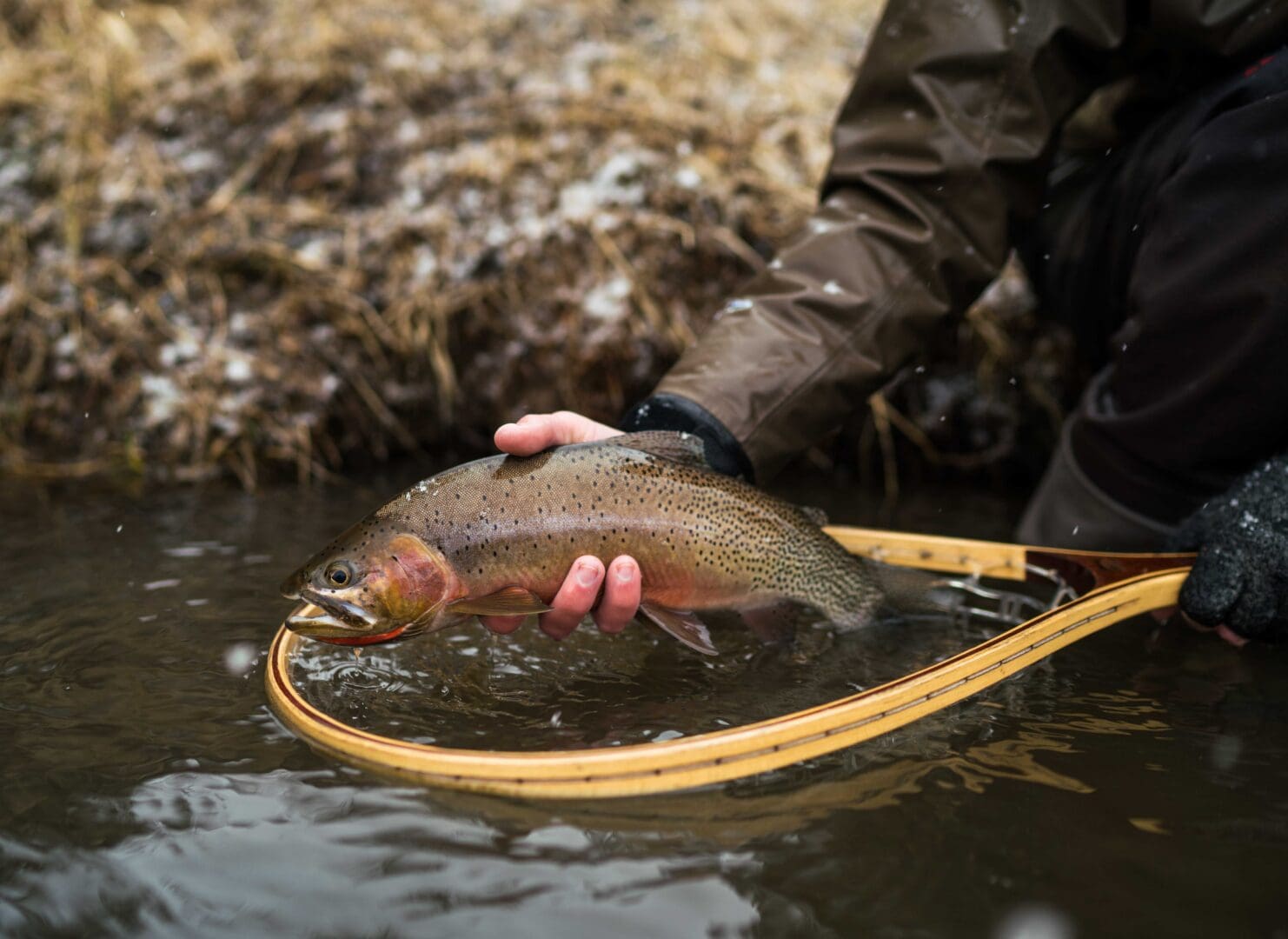 Trout being caught in the water with a net.