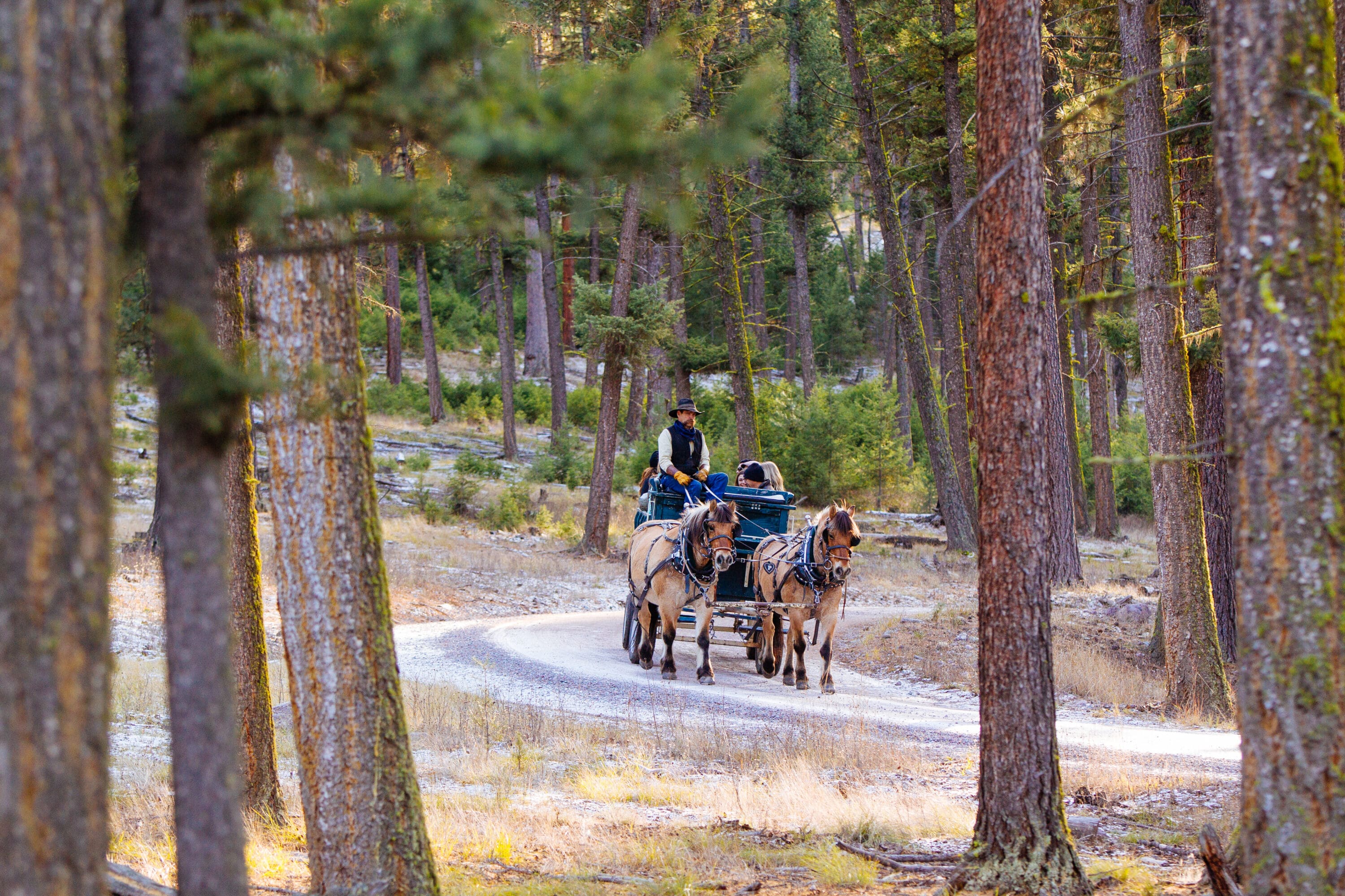 Horse drawn carriage through a wooded area on a dirt path.