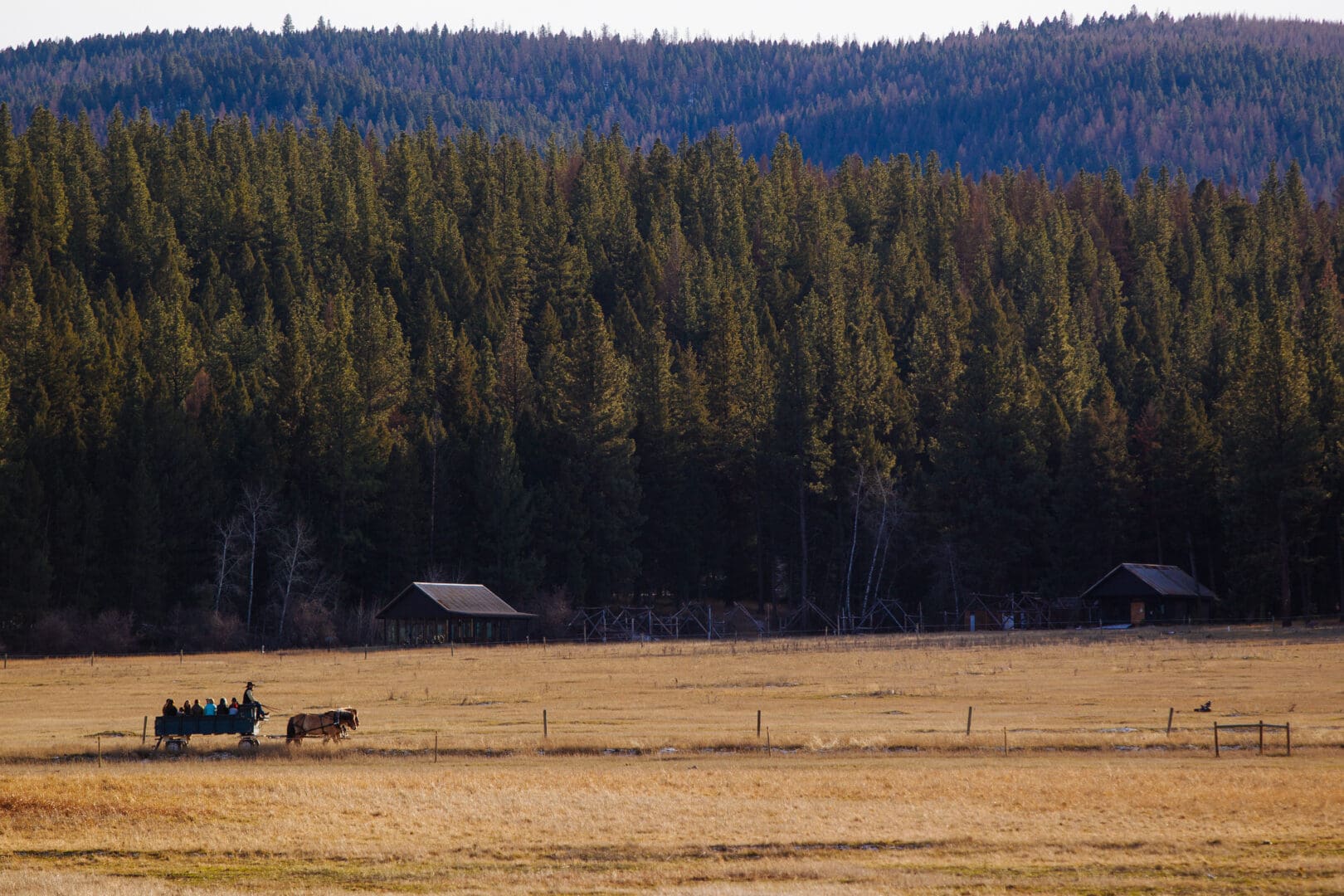 Carriage ride on a open plain with forest trees in the background.