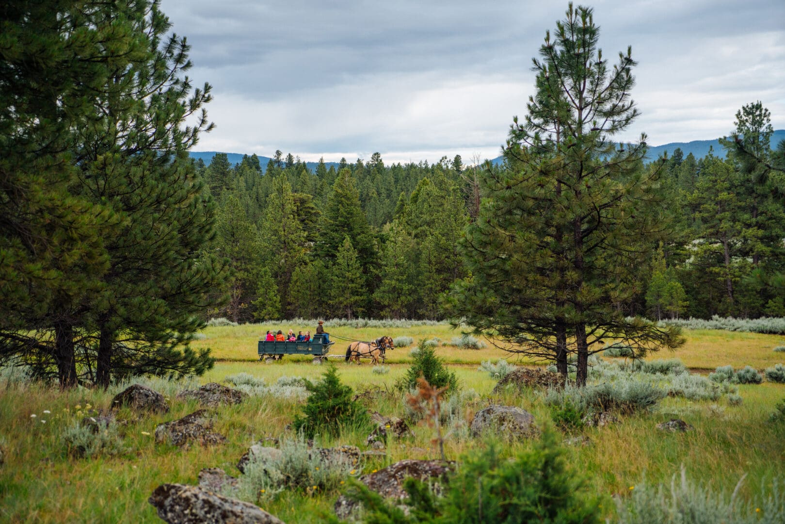 Wagon ride through a green valley with lots of trees.