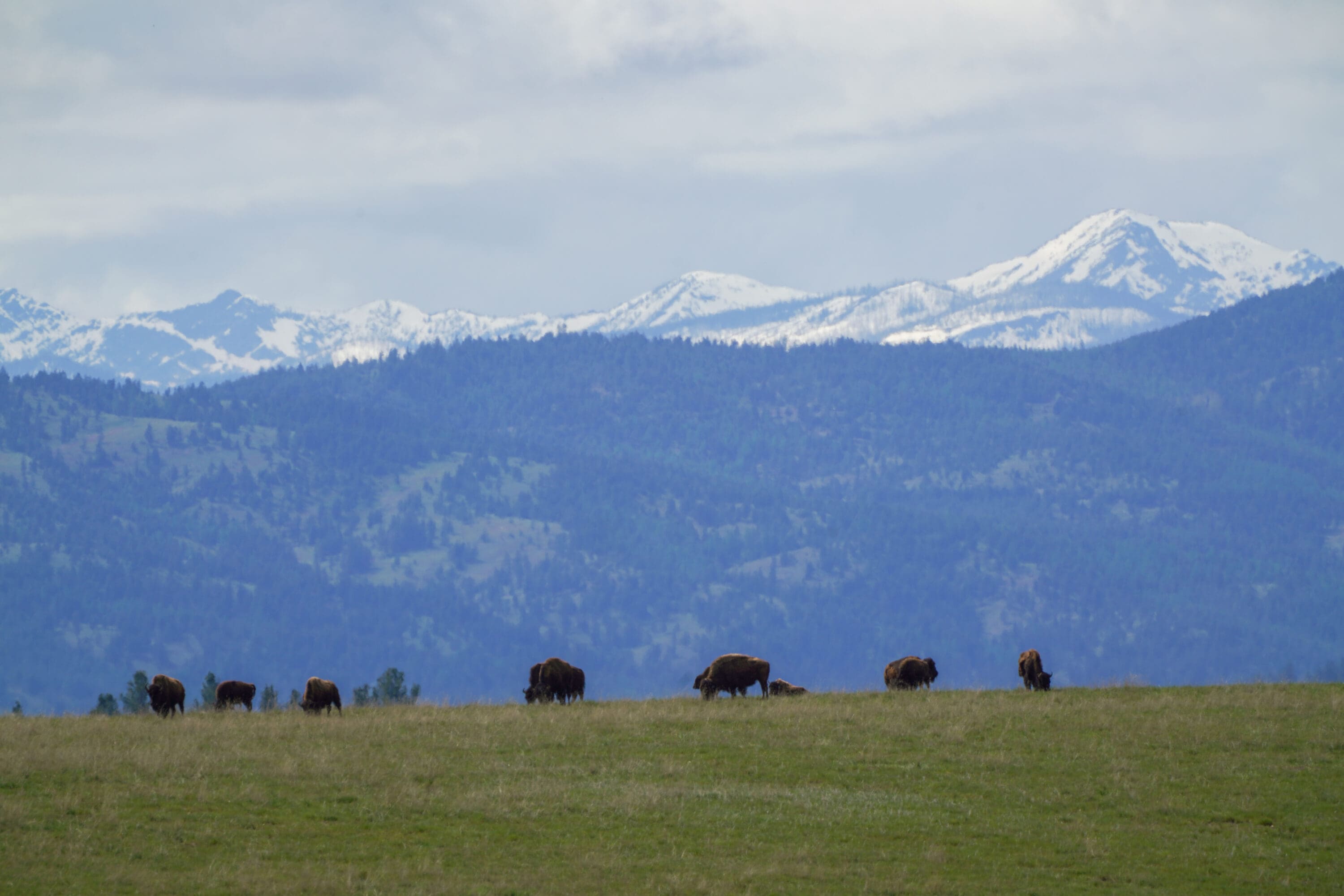 Group of buffalo grazing on a prairie with mountains behind them.