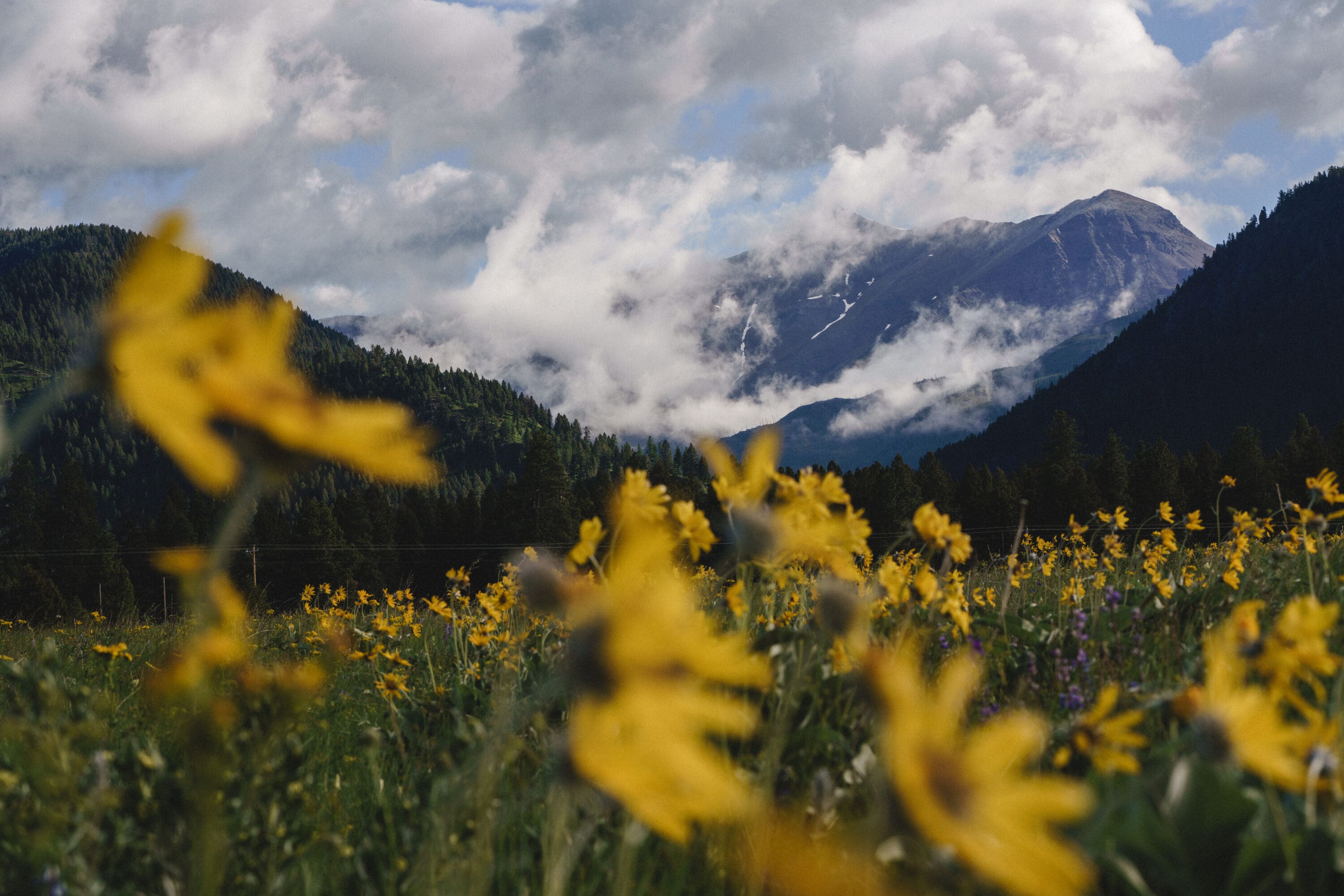 Yellow flowers in a field with mountains behind them.