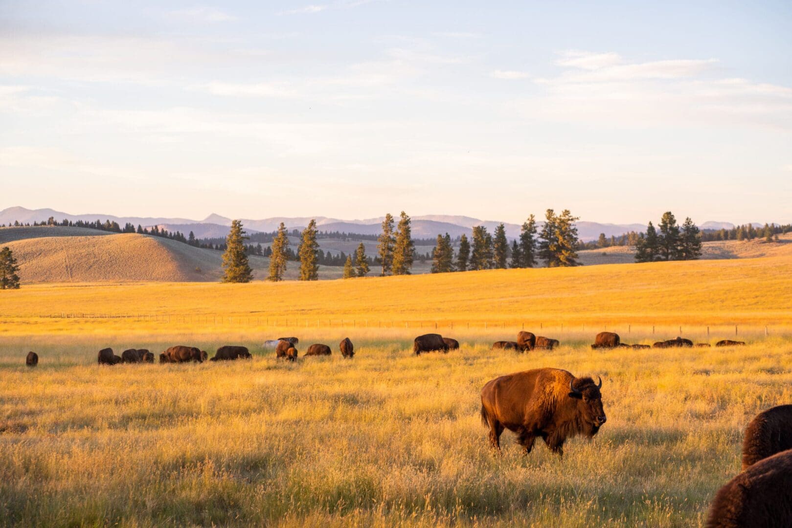 Buffalo roaming in a sunny prairie.