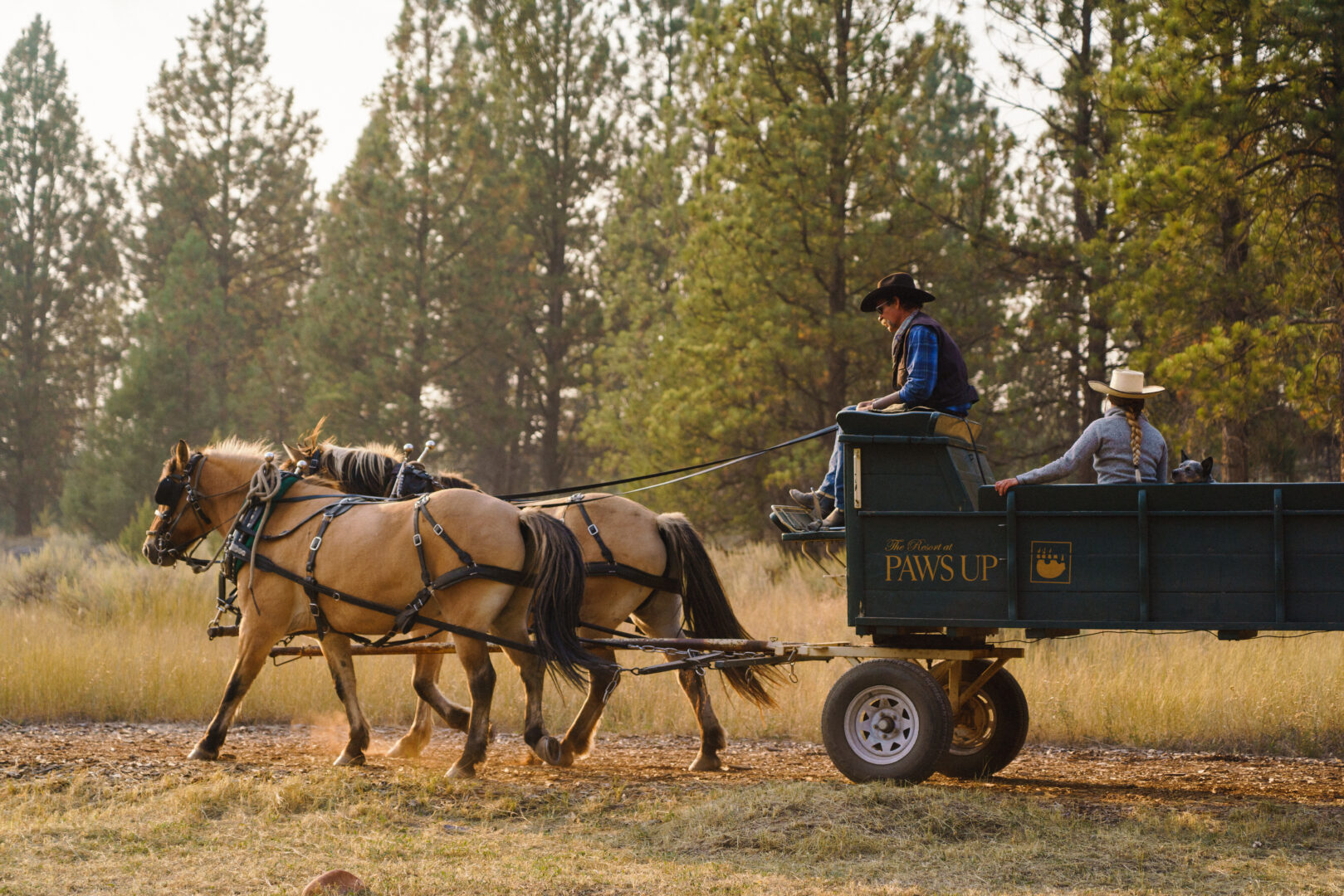 Carriage ride on a open plain with forest trees in the background.