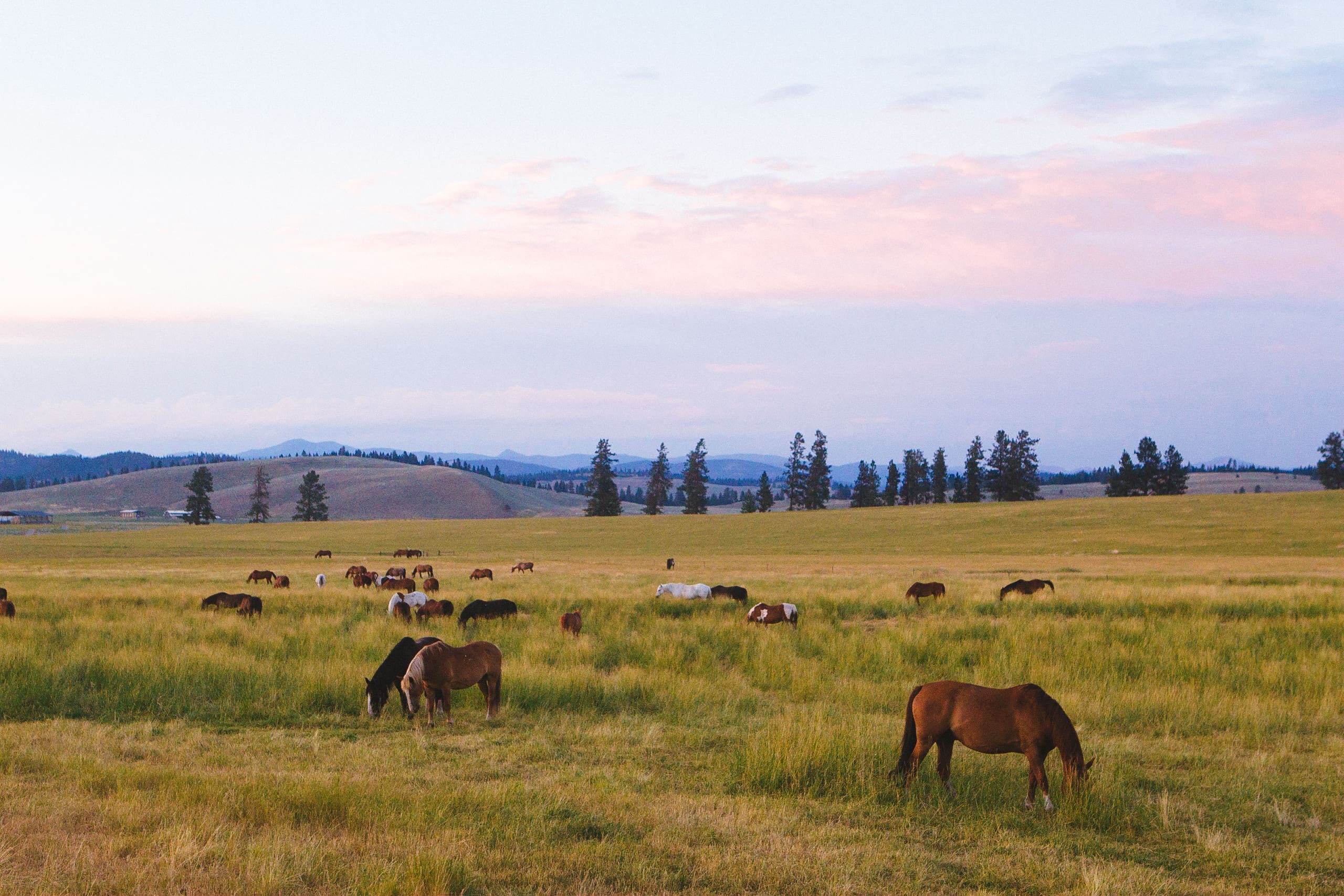 Horses grazing in a field with a pink sunset behind them.