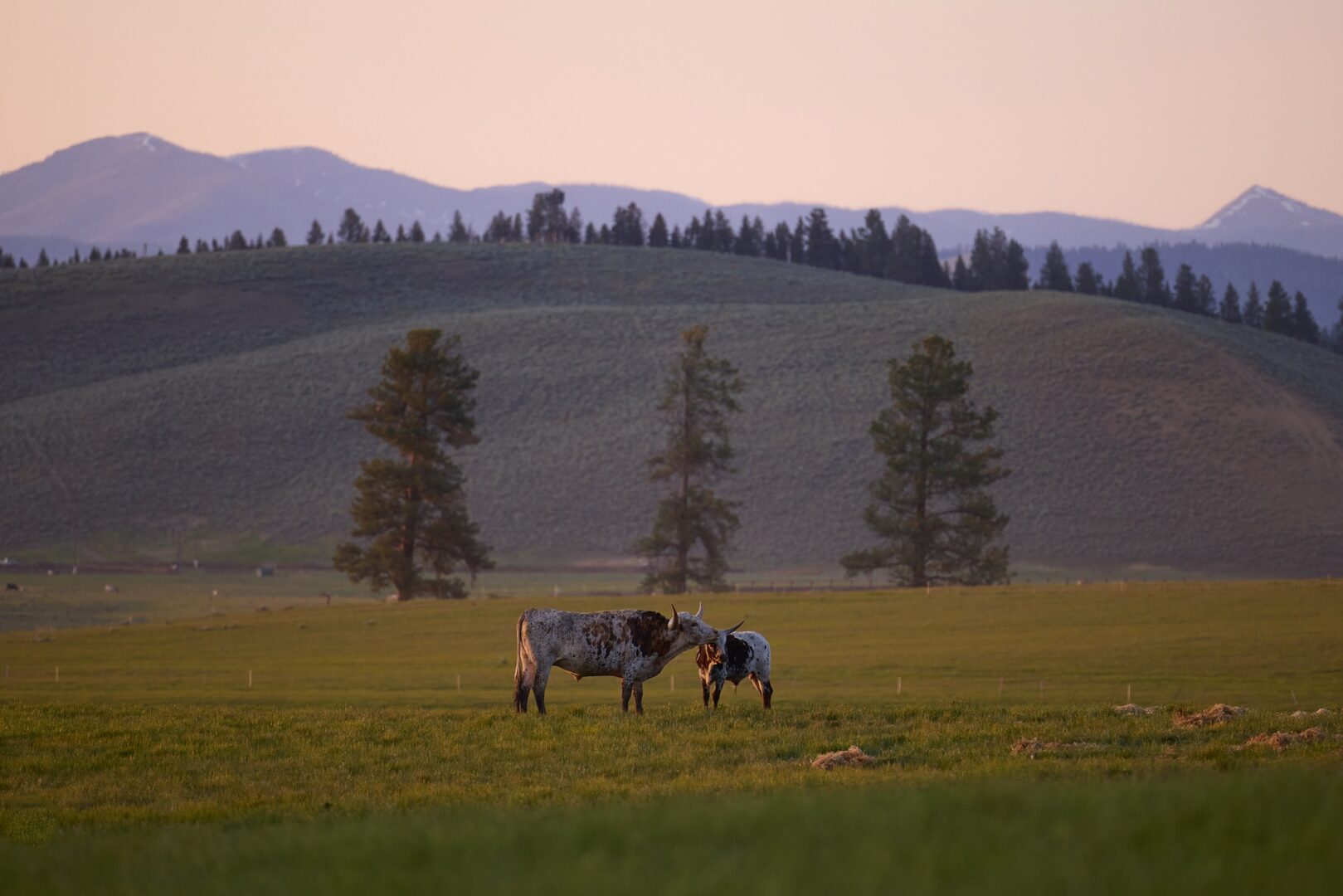 Long horned cattle in a field as the sunsets.