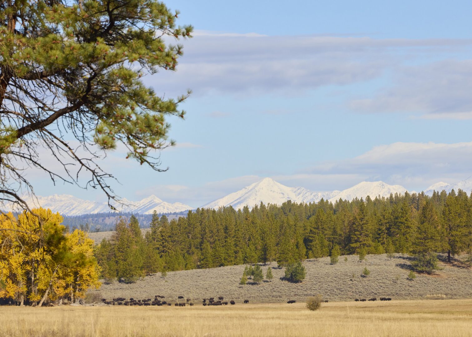 View of snow mountains and fall trees with a prairie of buffalo in the distance.