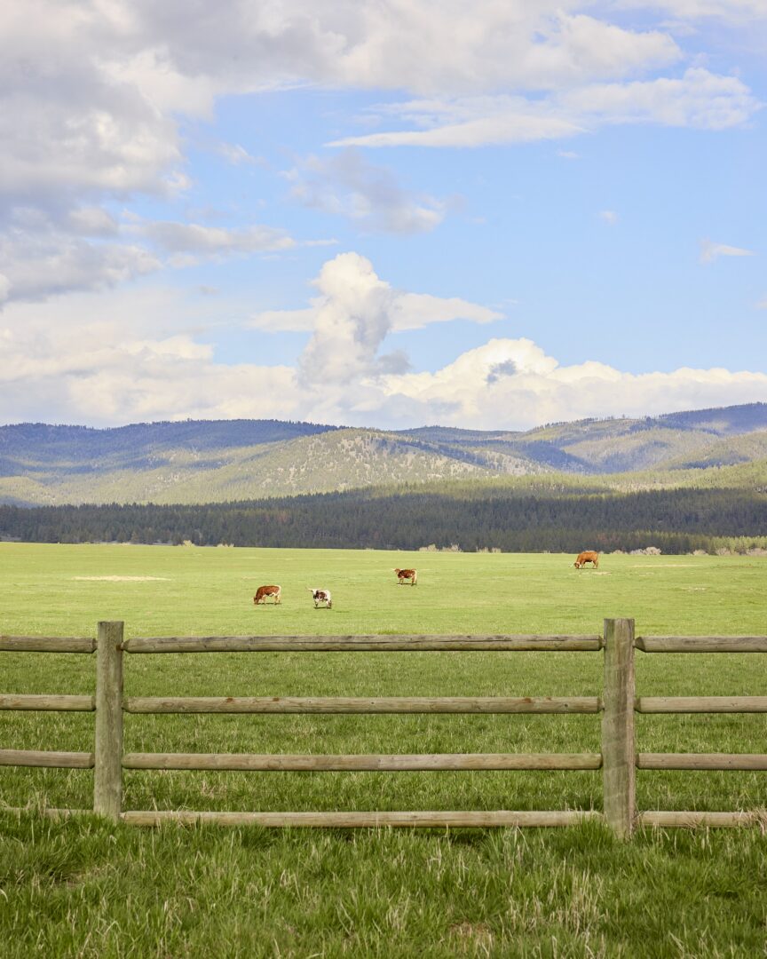 Green grassy lawn with a wooden fence and horses and blue sky in the background.