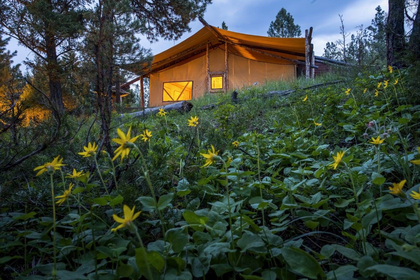 Greenery with yellow flowers on a hill and a dark yellow tent behind it.